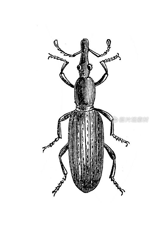 小麦象甲(Sitophilus granarius)